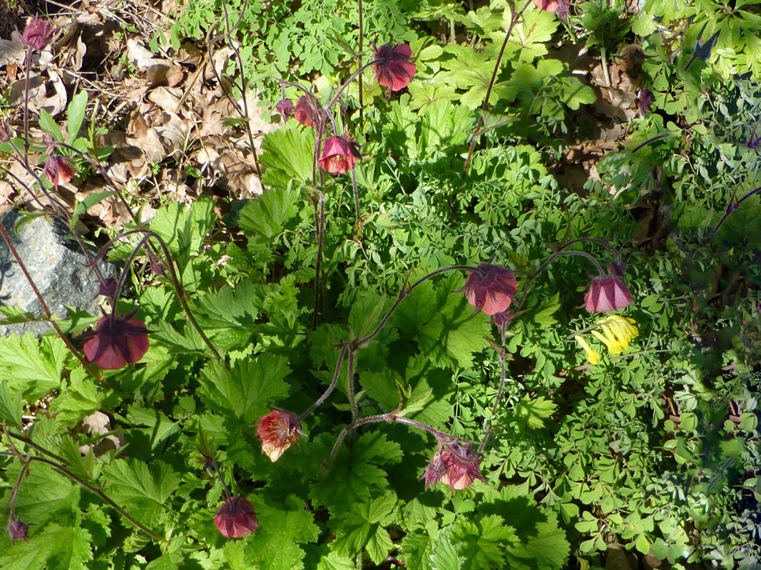 Geum rivale 'Leonard's Variety' 3